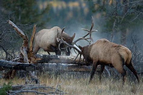 10 Awesome Photos of Bull Elk Fights [PICS] | Elk hunting, Animals, Bull elk fighting