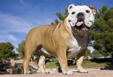 27+ Pitbull And Olde English Bulldog Mix Puppy Photo - Codepromos