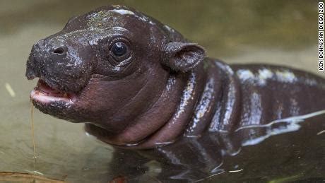 Pygmy hippo was born at the San Diego Zoo, the first in over 30 years - CNN