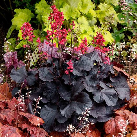 Heuchera ‘Black Forest Cake’ | TERRA NOVA® Nurseries, Inc.