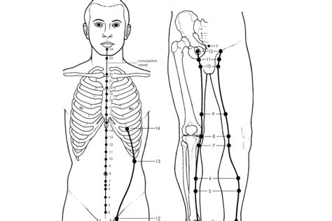 Acupuncture Liver Meridian - Good Shepherd