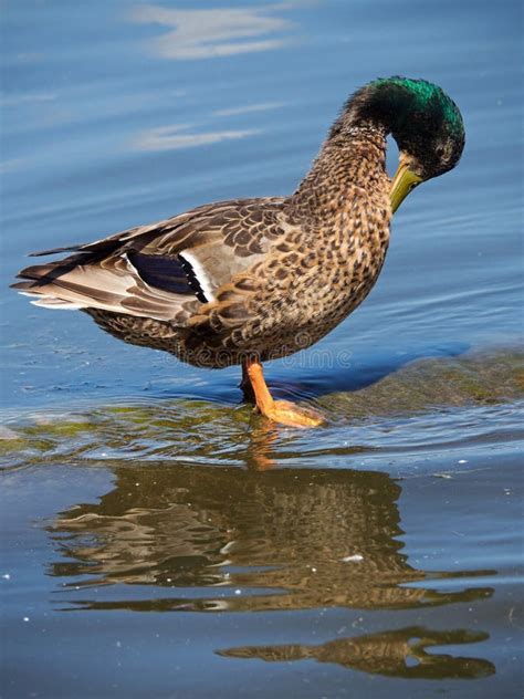 Male Mallard Duck Spreading Its Beautiful Blue Speculum Wings after Landing in the River Stock ...