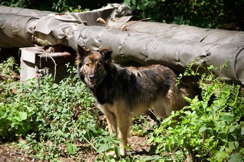 Can the dogs of Chernobyl teach us new tricks on survival?