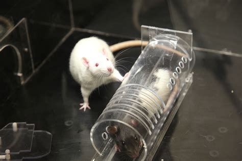 Helping your fellow rat: Rodents show empathy-driven behavior | University of Chicago News