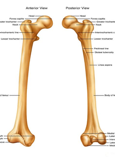 Femur, Anterior And Posterior View Spiral Notebook for Sale by Gwen Shockey