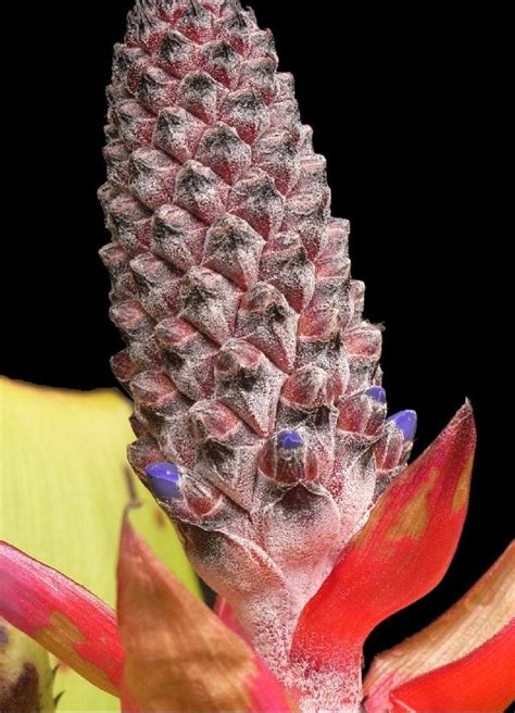 Bromeliad Photo Index - triangularis thumbs