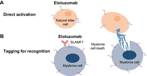 elotuzumab: proposed mechanism of action in myeloma. Notes: (A) Direct ...