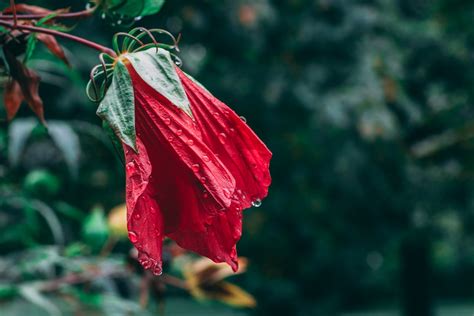 Withered Flower Pictures | Download Free Images on Unsplash