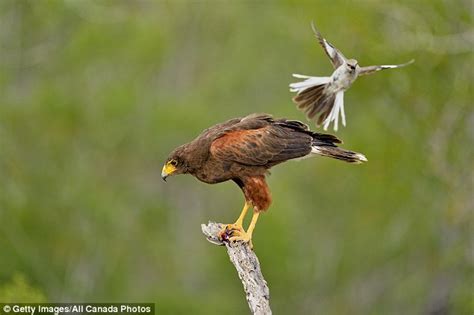 Small birds mob larger predators to impress females