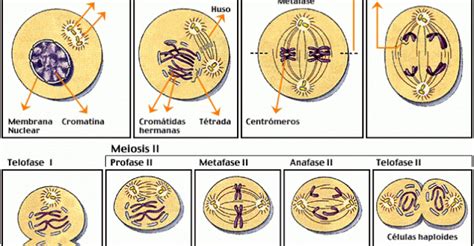 Meiosis I y Meiosis II | La meiosis, Mitosis, Organismos eucariotas