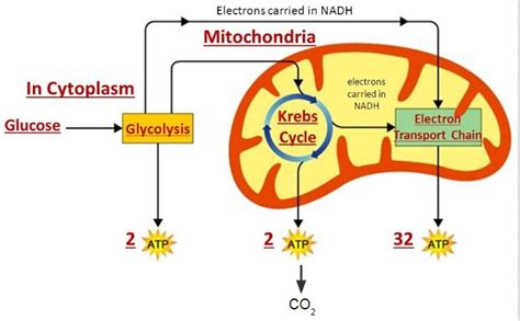 4.3 Cellular Respiration Diagram | Quizlet