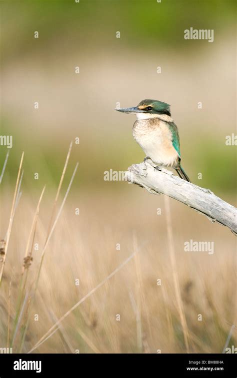 New Zealand Sacred Kingfisher Halcyon sancta Kotare Stock Photo - Alamy