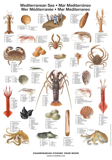 Mediterranean Sea - Shellfish - La Tene Maps