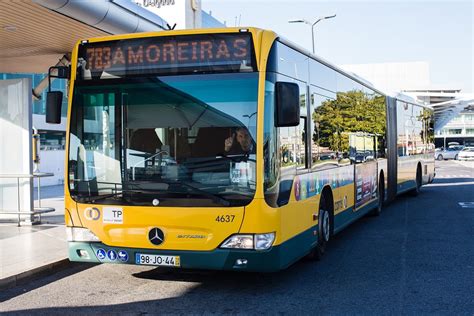 Decoración Enriquecimiento pimienta transporte desde el aeropuerto de ...