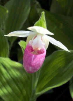 Minnesota State Flower: Pink and White Lady's Slipper