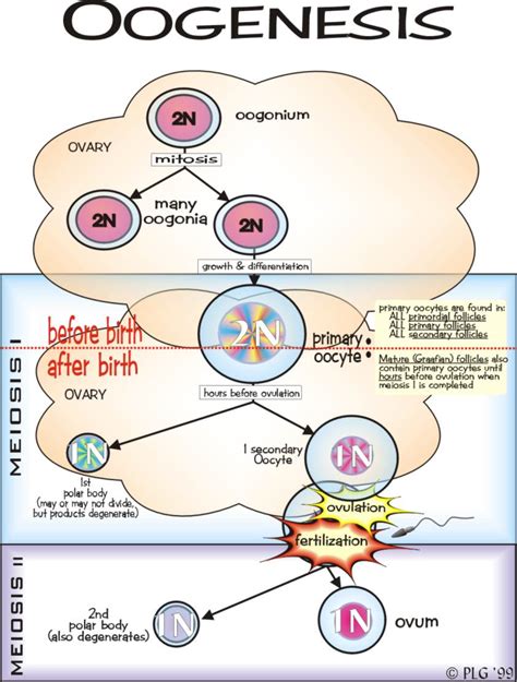 Oogenesis Stages