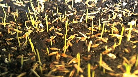 Pix For > Grass Seed Germination | Seed germination, Germination, Grass seed