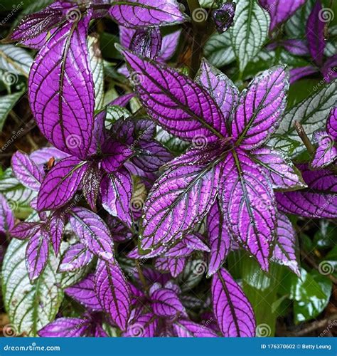 Colorful Royal Purple Plants in Sarapiqui Rainforest, Costa Rica Stock Photo - Image of nature ...