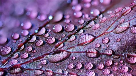 Water Drops On Leaf UHD 4K Wallpaper | Pixelz