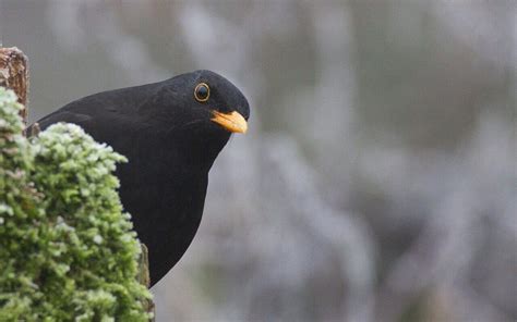 A Black Bird with Yellow Beak? (Top Examples & Pictures!) - Bird Avid