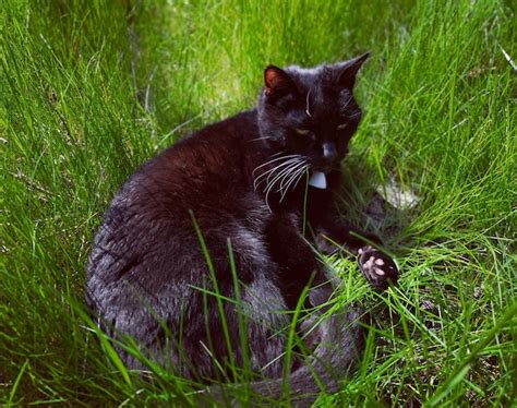 Premium Photo | Black cat sitting on grass