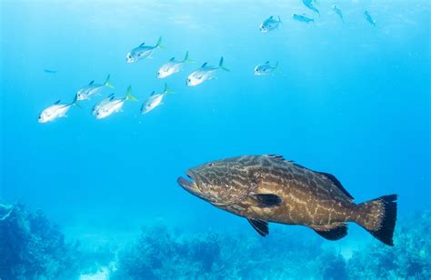 A Guide to the Different Types of Grouper - American Oceans