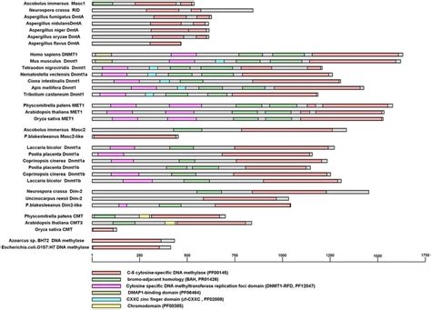 Structure of DNA methyltransferase proteins. The conserved domains of ...