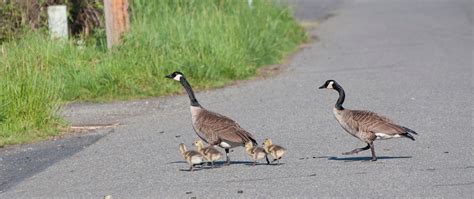 Are Geese Nesting on Your Property? | Go Geese Go