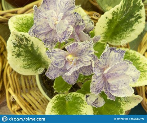 African Violets Streptocarpus Sect. Saintpaulia with Pink and Purple Flowers Stock Photo - Image ...