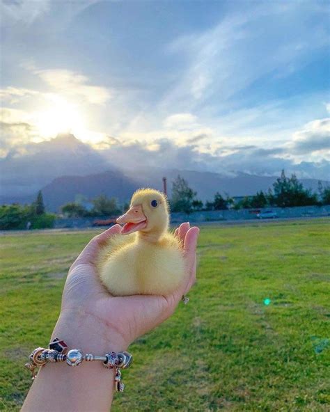 21 Quack-worthy Duck Memes | Duck memes, Cute animals, Duck