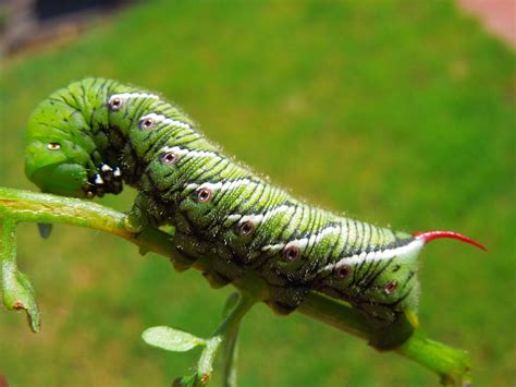 Tomato Horn Worm Caterpillar Photograph by Donna Jackson