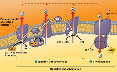 Chapter 5 Electron Transport Chain and Oxidative Phosphorylation ...