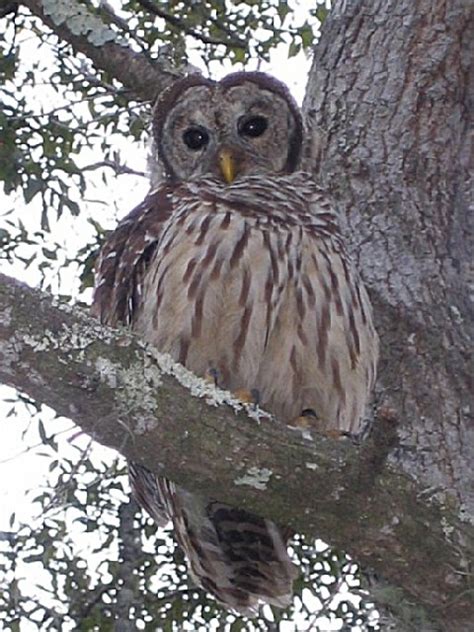 Ocala National Forest, a Florida National Forest located near Belleview, Lady Lake and Ocala