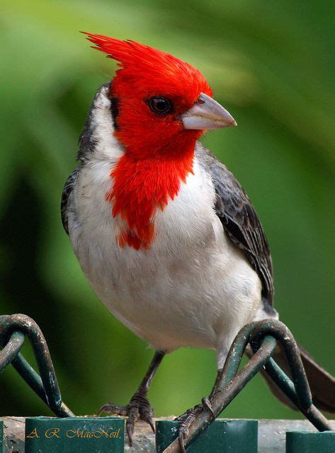 Red crested cardinal 1 maui hawaii explored – Artofit