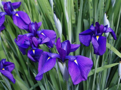 Japanese iris (Iris ensata, above) appeared from behind a low growing ...