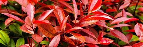 Photinia 'Red Robin' Care & Growing Tips | Horticulture.co.uk