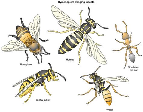 is a wasp and yellow jacket the same - Google Search | Bee/Wasp Wars ...