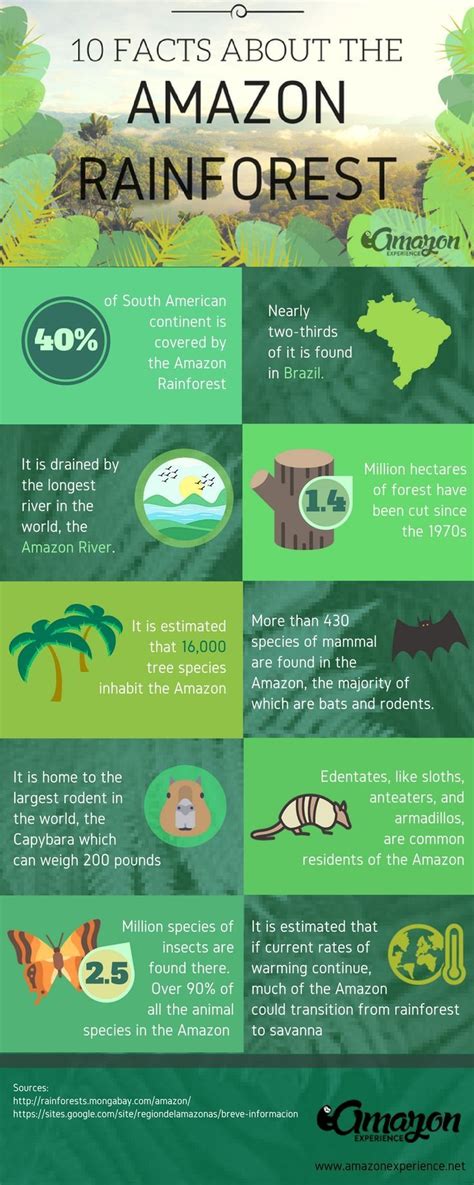 Brazil Amazon Rainforest Animals Facts | RAINFOREST ANIMAL