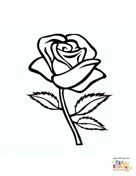 Dibujo de rosa del rosal para colorear | Para-Colorear.com