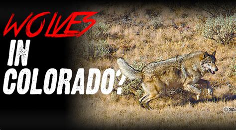 Wolves Moving To Colorado??? - Eastmans' Official Blog | Mule Deer ...