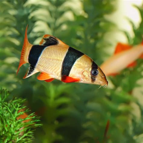 Clown Loach - The Care, Feeding and Breeding of Clown Loach Fish - Aquarium Tidings