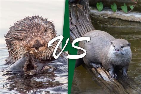 Sea Otter Vs River Otter (9 Key Differences) - Wildlife Informer