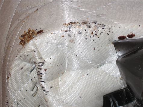 Bed Bug Inspection & Extermination | Best Exterminating - Serving Front Royal & Surrounding Areas