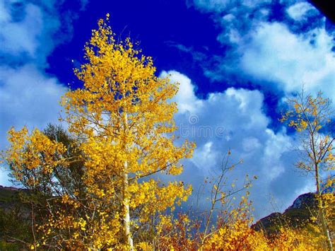 Aspen Tree in Fall Colors stock photo. Image of blue - 103329944