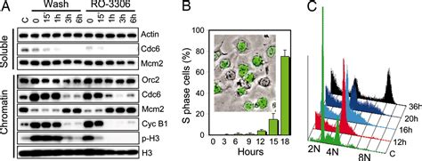 Selective small-molecule inhibitor reveals critical mitotic functions ...