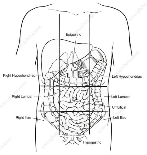 Illustration of Nine Abdominal Regions - Stock Image C017/2705 - Science Photo Library