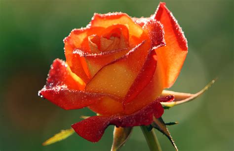 Orange Roses Wallpapers - Wallpaper Cave