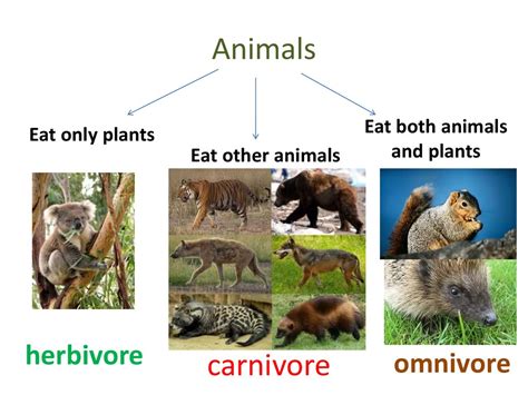 Eat plants and animals – Telegraph