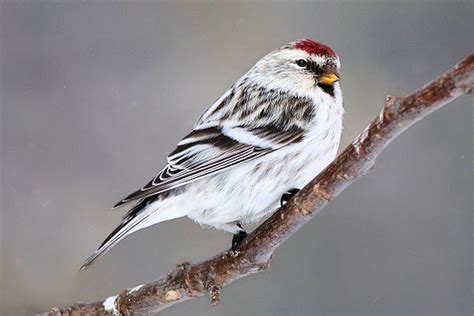 20 Top Minnesota Birds