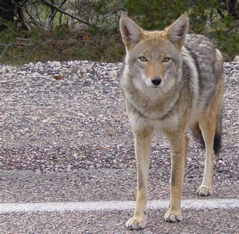 How to Deter Mountain Lions, Coyotes and Bobcats | Laguna Beach, CA Patch